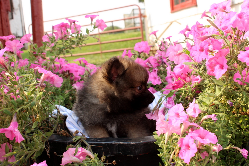puppy, for, sale, Pomeranian, Matthew B. Stoltzfus, dog, breeder, Gap, PA, dog-breeder, puppy-for-sale, forsale, nearby, find, puppyfind, locator, puppylocator, aca
